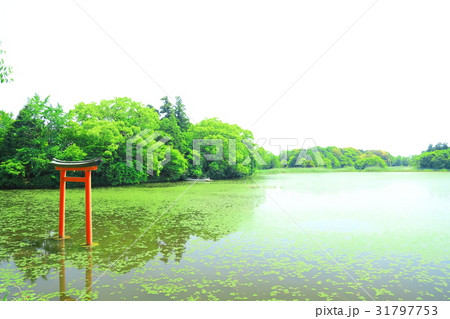 九州　人気　おすすめ　観光地　大分県　中津市　薦神社 31797753