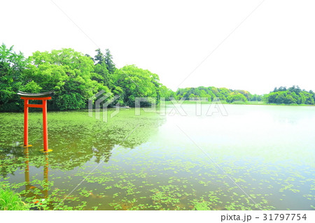 九州　人気　おすすめ　観光地　大分県　中津市　薦神社 31797754