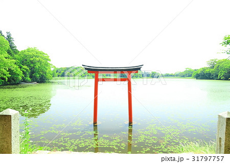 九州　人気　おすすめ　観光地　大分県　中津市　薦神社 31797757