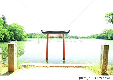 九州　人気　おすすめ　観光地　大分県　中津市　薦神社 31797758