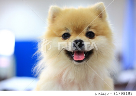 pomeranian dog cute happy smile 31798195