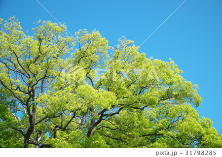 新緑 31798285