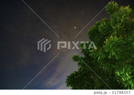Night Sky with Green Trees 31798357