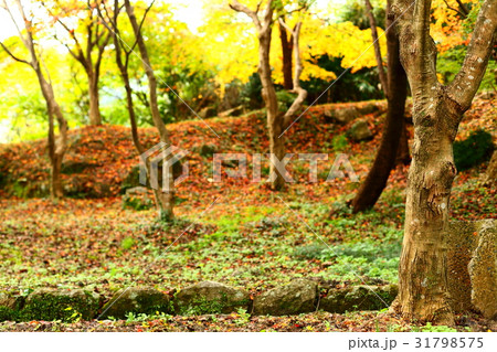 九州　人気　おすすめ　観光地　福岡県　太宰府市　竈門神社　かまど神社　紅葉 31798575