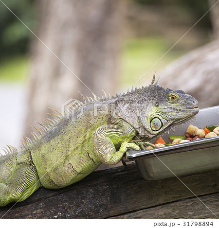 Close up Iguana Close up Iguana 31798894