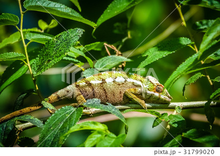 Small colourful chameleon Small colourful chameleon 31799020