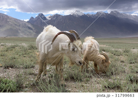 Kashmir goats in beautiful India landscape  31799663