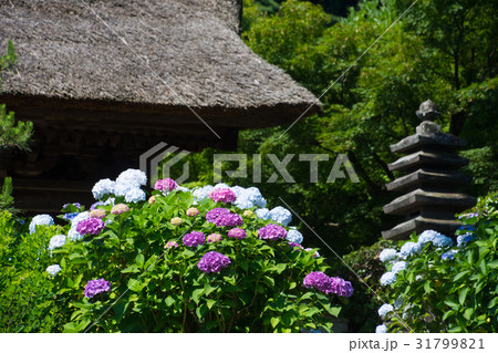 北鎌倉　長寿寺　紫陽花 31799821
