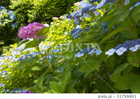 北鎌倉　亀ヶ谷坂　紫陽花 31799861
