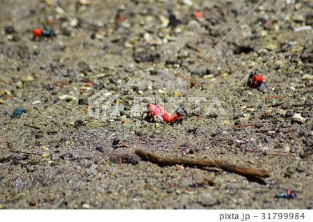 オガサワラベニシオマネキの戦い 31799984