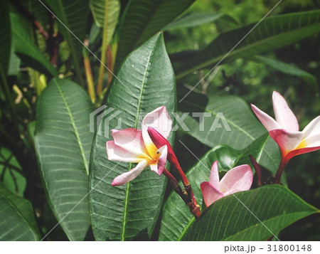 Frangipani flowers on tree Frangipani flowers on tree 31800148