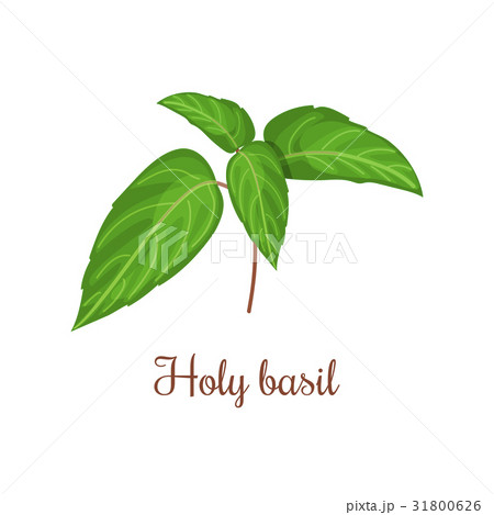 Holy Basil (Ocimum tenuiflorum), or tulasi.  31800626