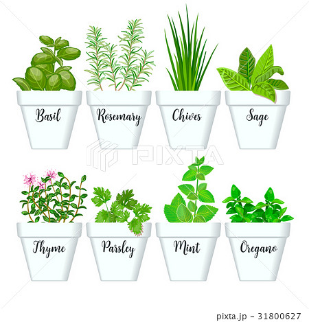 Set of culinary herbs in white pots with labels.  31800627