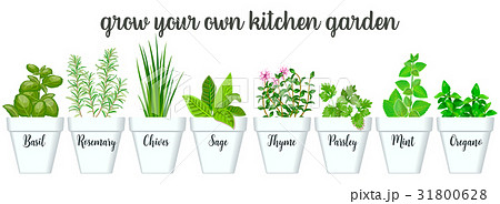 Set of vector culinary herbs in white pots  31800628