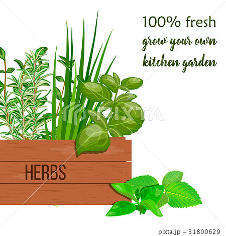 Wooden crate of fresh cooking herbs in wooden box. 31800629