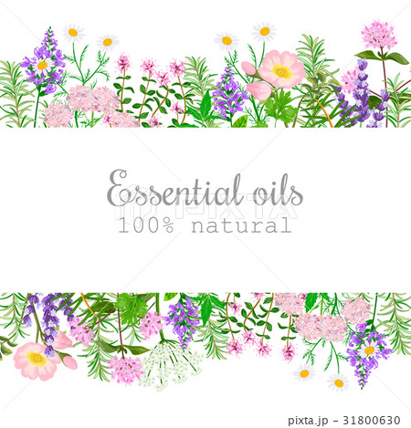 Popular essential oil plants label set. badge  31800630