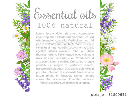 Popular essential oil plants label set.  text. 31800631