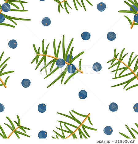juniper pattern: berries juniper and a branch 31800632