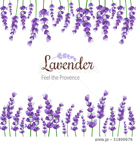 Lavender Card with flowers. Label violet lavender. Lavender Card with flowers. Label violet lavender. 31800676