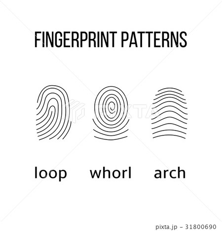 Three fingerprint types on white background. 31800690