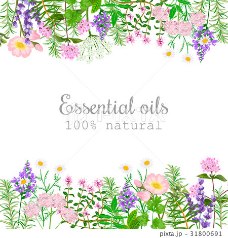 Popular essential oil plants label set. 31800691