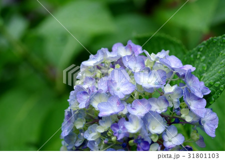 アジサイ 花と葉に雨の雫　薄い青  31801103
