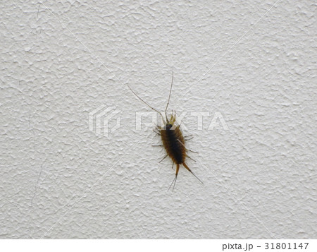 ふなむし ふなむし 31801147