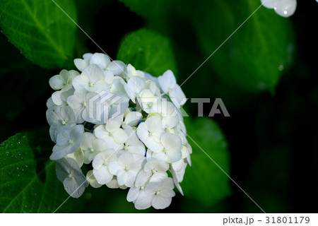 アジサイ 花と葉に雨の雫　白 b 左寄せ 31801179