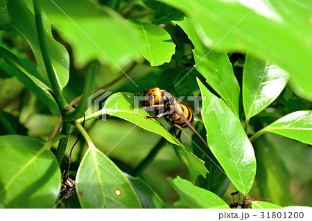 オオスズメバチ,大雀蜂, 31801200