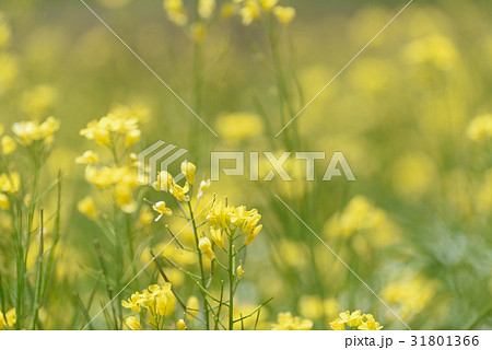 Closed up beautiful custard flower field  31801366