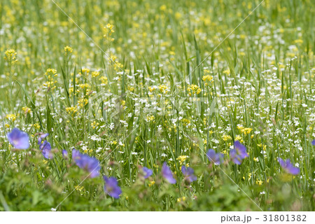 Beautiful Mustard flowers field background 31801382
