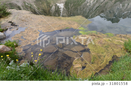 Beautiful small yellow flower with reflection  31801558