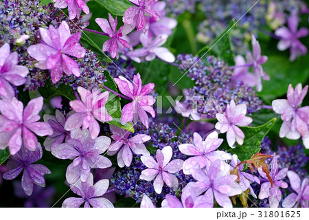 ガクアジサイに雨の雫　カラフルな赤紫 f  31801625