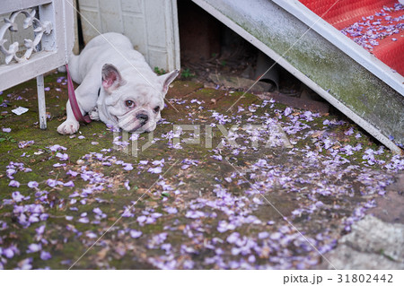 憂い 憂うつ 陰気 31802442