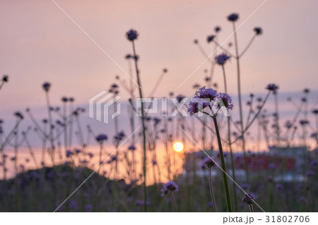 夕闇 たそがれ 薄暮 31802706