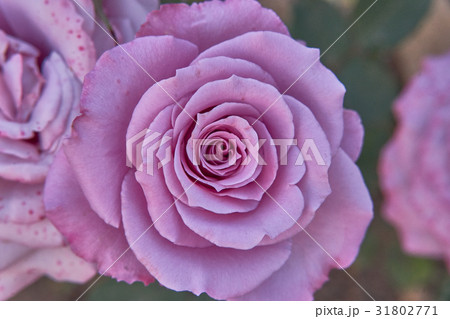 紫色 紫 パープル 31802771