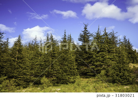 trees of Al Shouf Cedar Nature Reserve Barouk trees of Al Shouf Cedar Nature Reserve Barouk 31803021