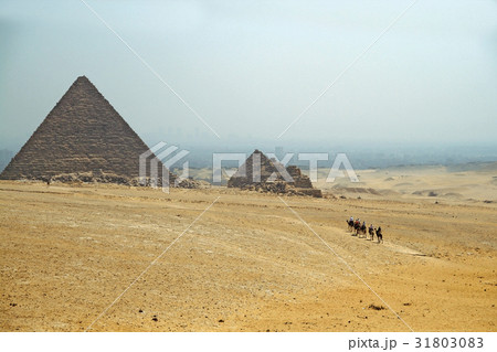 caravan of camels on  background of the pyramids 31803083