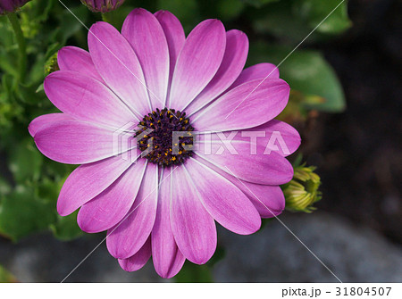Cape daisy, Osteospermum 31804507