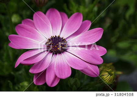 Cape daisy, Osteospermum Cape daisy, Osteospermum 31804508
