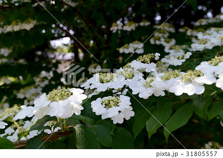 ヤブデマリ 31805557