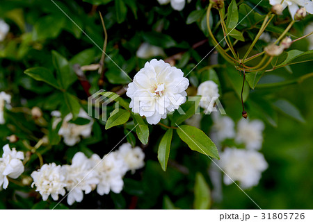 八重のジャスミン 31805726