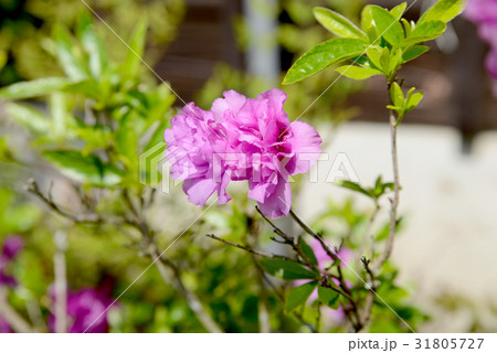 八重のツツジ 31805727