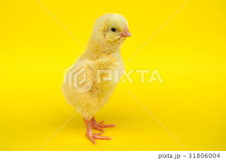 chick on yellow background studio closeup chick on yellow background studio closeup 31806004