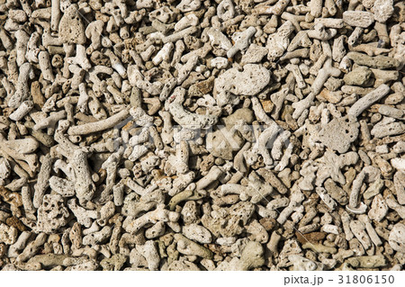 interesting texture from a closeup of coral rock 31806150