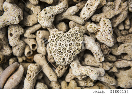 Coral shape like heart Coral shape like heart 31806152