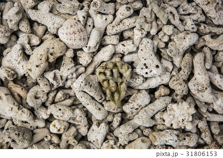 interesting texture from a closeup of coral rock interesting texture from a closeup of coral rock 31806153