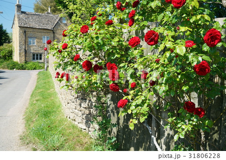 ボートン・オン・ザ・ウォーターの壁に咲くバラ 31806228