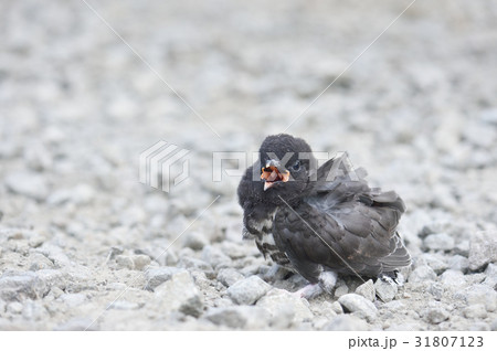 地面で鳴いていた鳥のヒナ 地面で鳴いていた鳥のヒナ 31807123