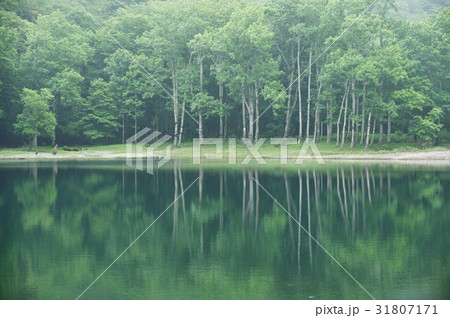 湖畔の樹木(北海道の豊似湖) 湖畔の樹木(北海道の豊似湖) 31807171